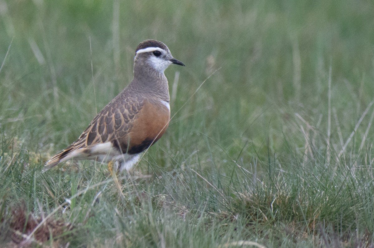 Eurasian Dotterel - George Dunbar