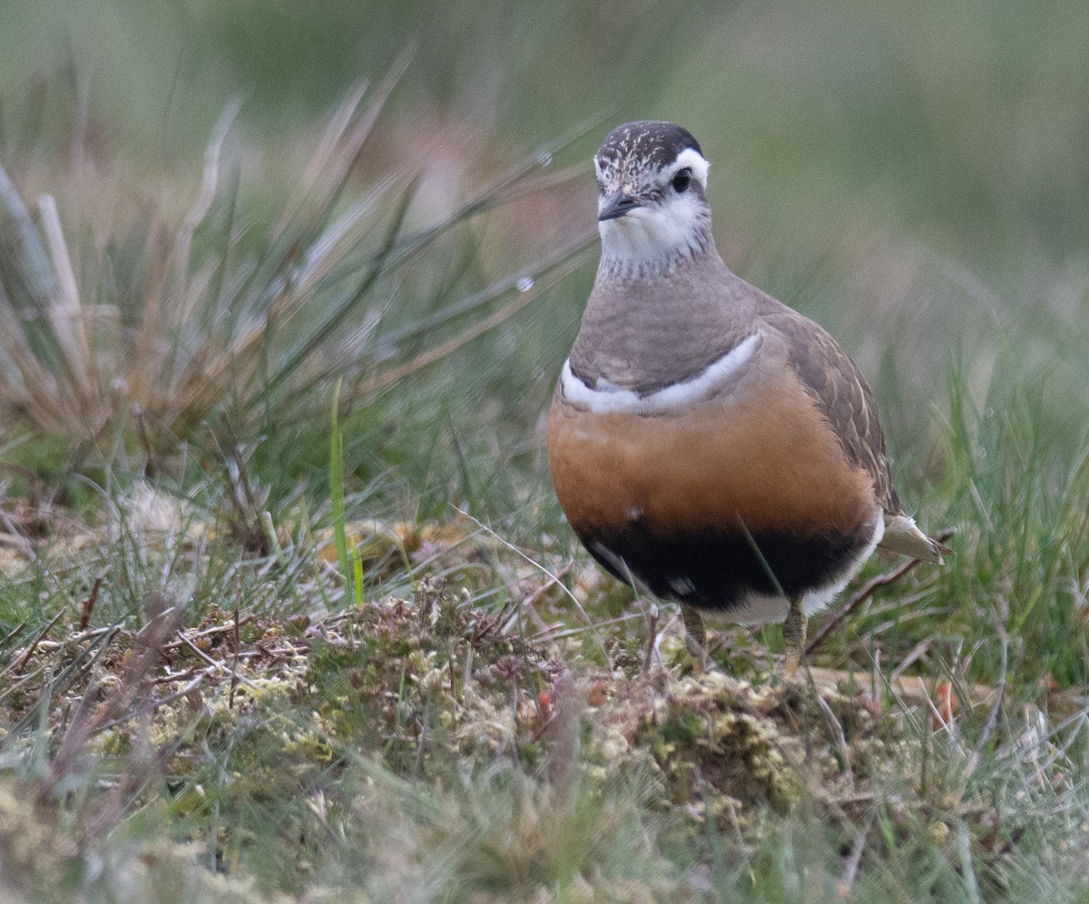 Eurasian Dotterel - George Dunbar