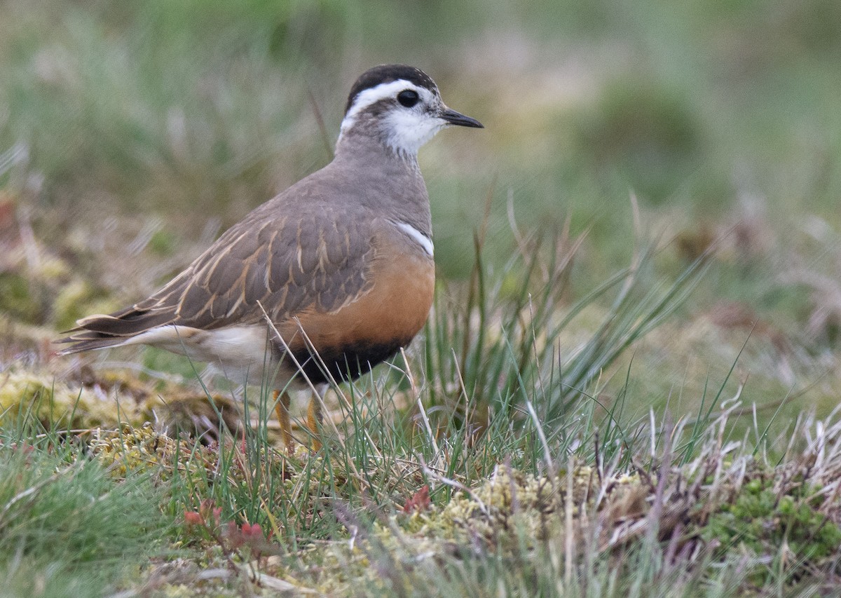 Eurasian Dotterel - George Dunbar