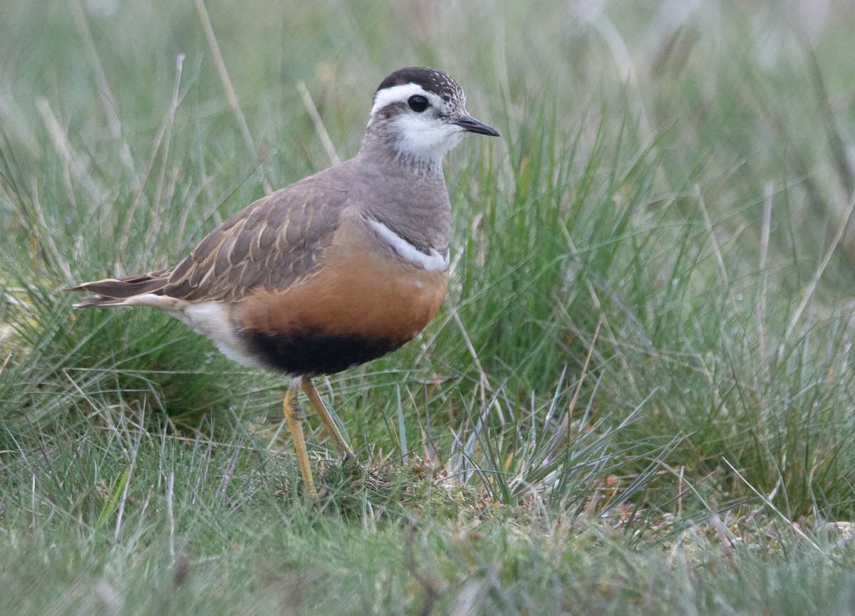 Eurasian Dotterel - ML619405909