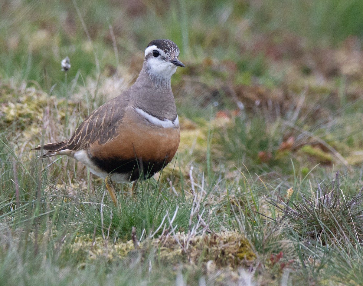 Eurasian Dotterel - George Dunbar