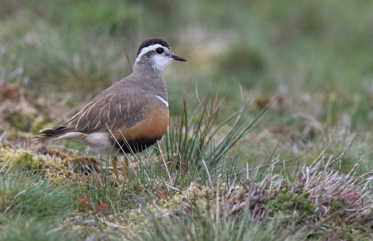 Eurasian Dotterel - George Dunbar