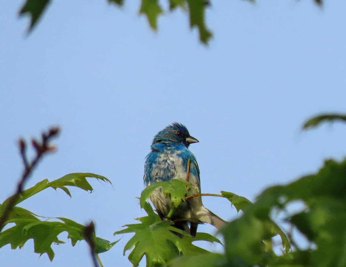 Indigo Bunting - ML619405912