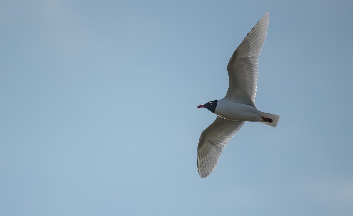 Mediterranean Gull - Theo de Clermont