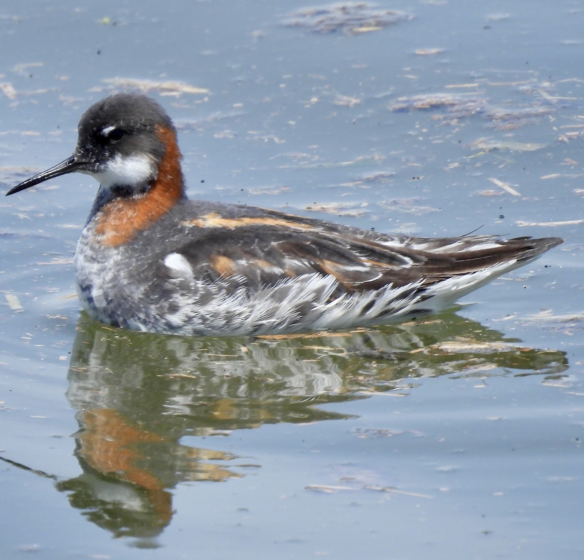 Red-necked Phalarope - Denise Hughes