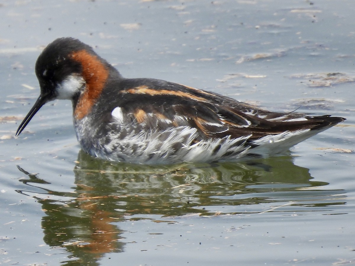 Red-necked Phalarope - Denise Hughes