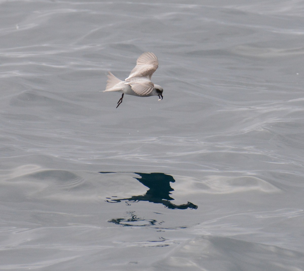 Fork-tailed Storm-Petrel - ML619405943