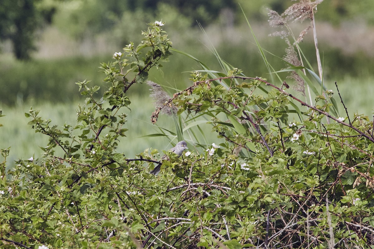 Barred Warbler - Monika Kolodziej