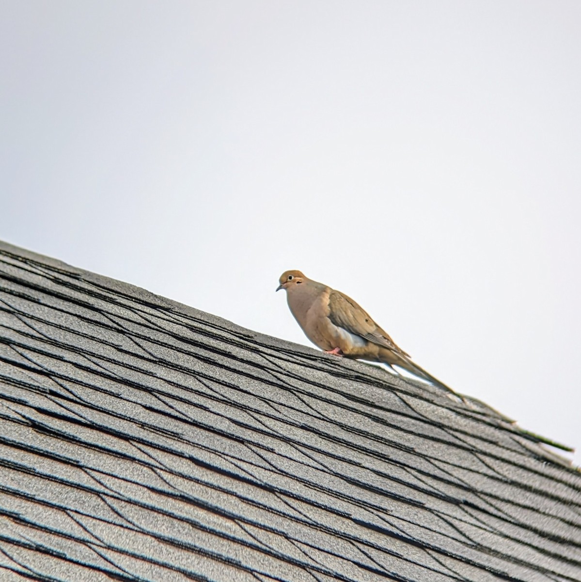 Mourning Dove - Molly C