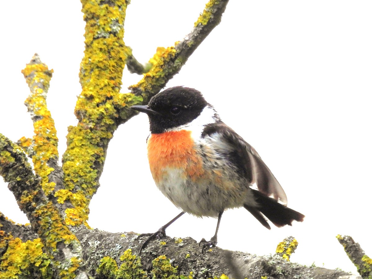 European Stonechat - ML619405957