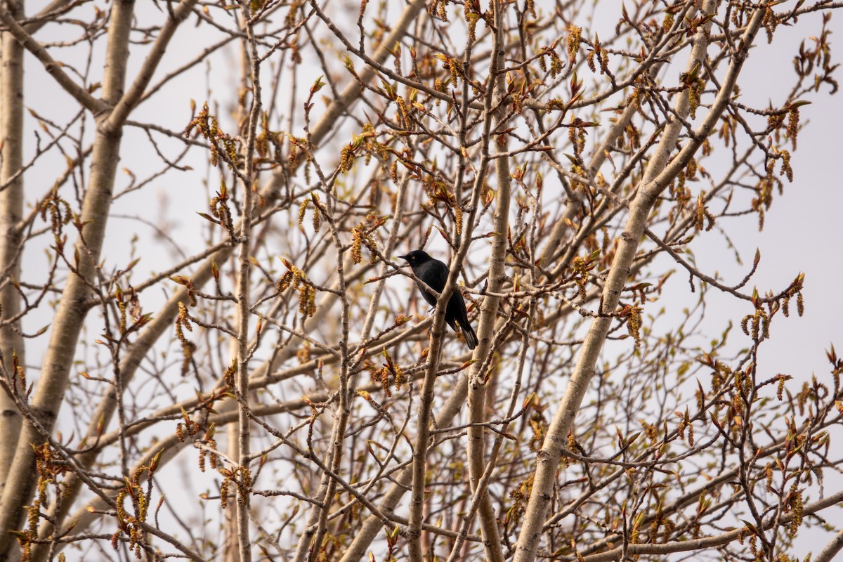 Rusty Blackbird - Greg Halbach