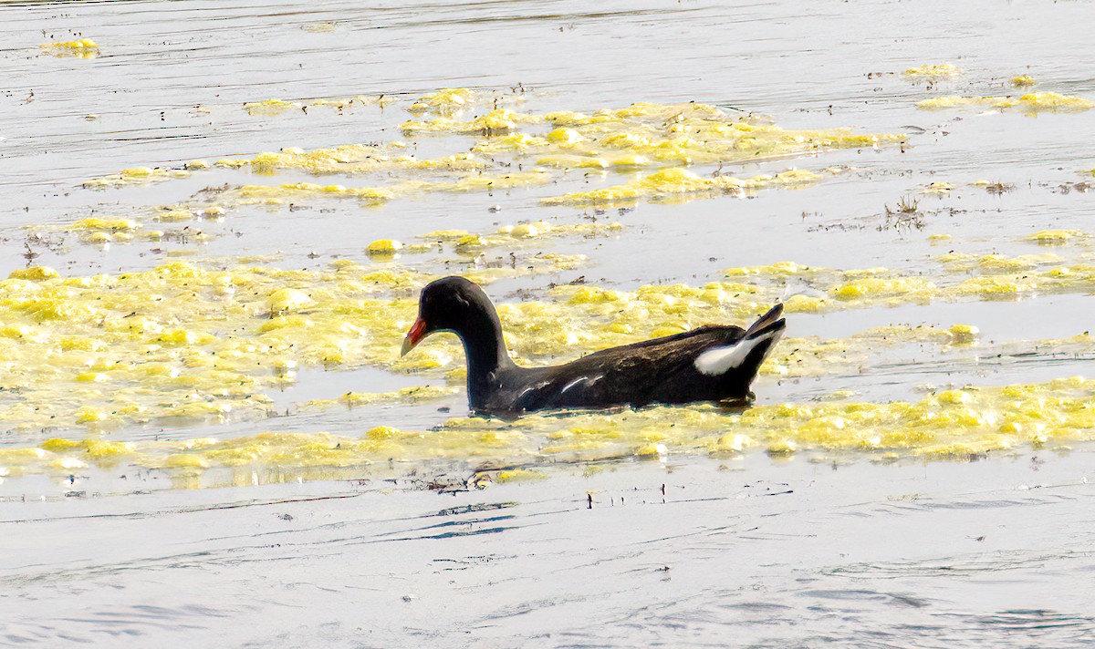 Common Gallinule - Ward Ransdell