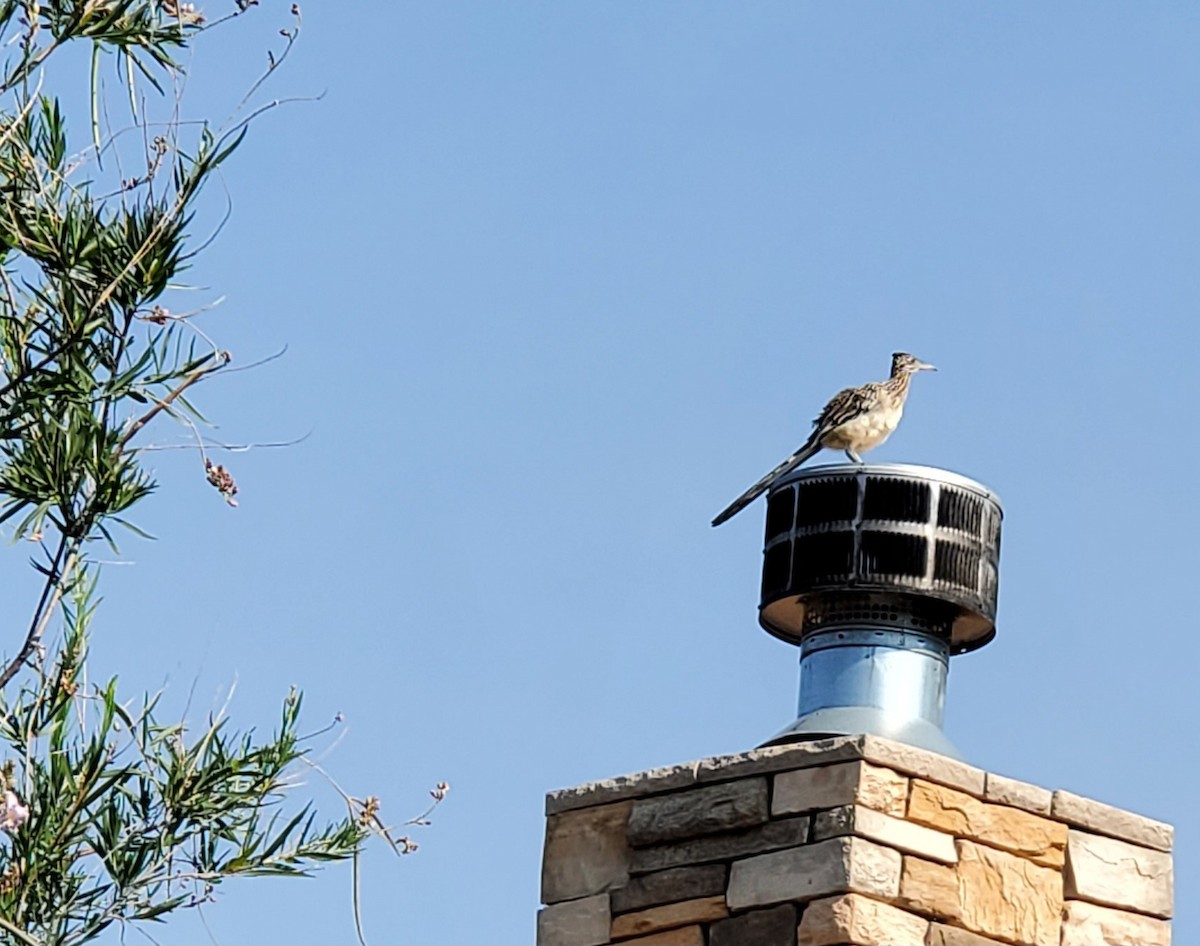 Greater Roadrunner - Nancy Cox