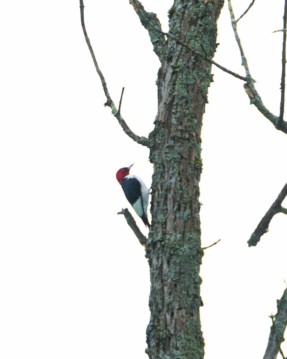 Red-headed Woodpecker - Martin Mau