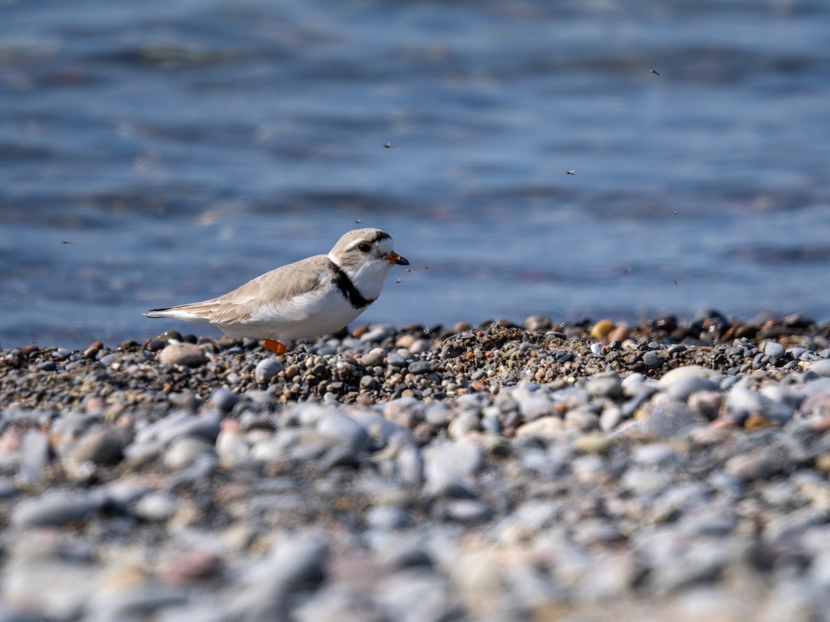 Piping Plover - David Howe & Rosanne Dawson