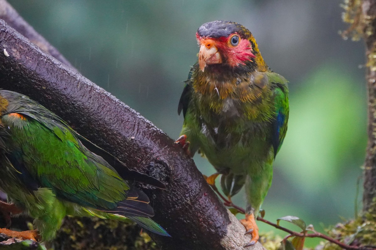 Rose-faced Parrot - ML619405991