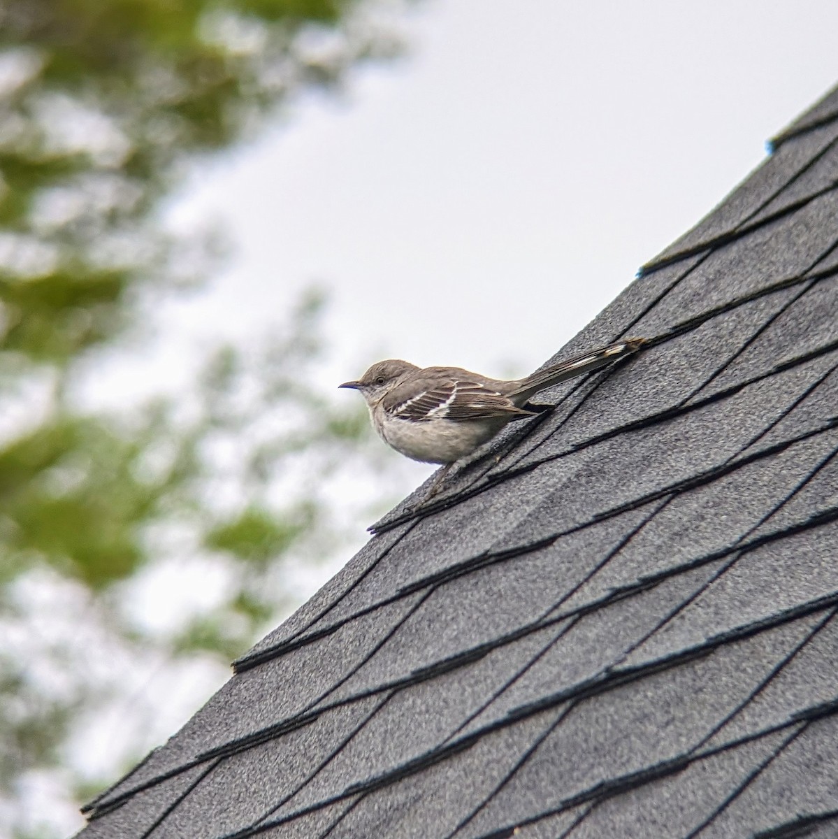 Northern Mockingbird - Molly C