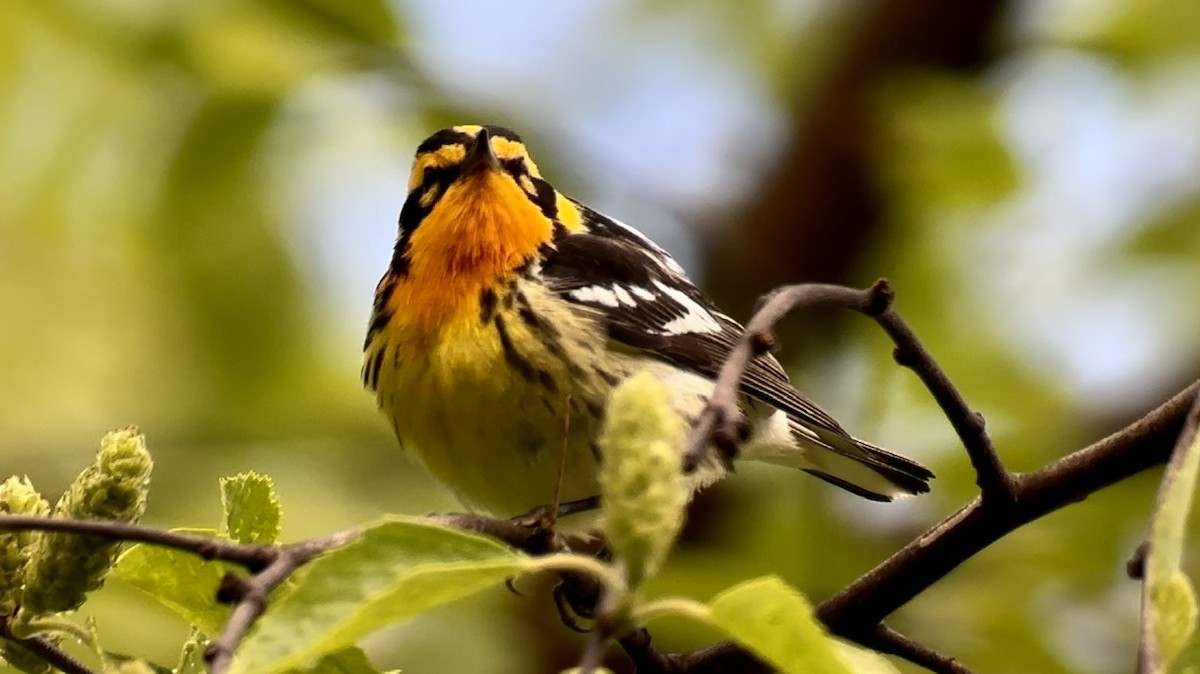 Blackburnian Warbler - Jeff Bouton