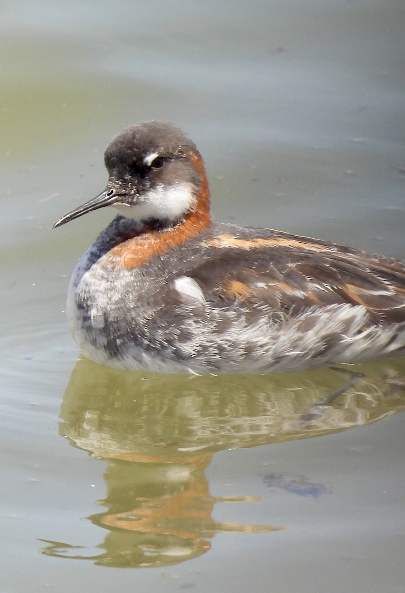 Red-necked Phalarope - Denise Hughes