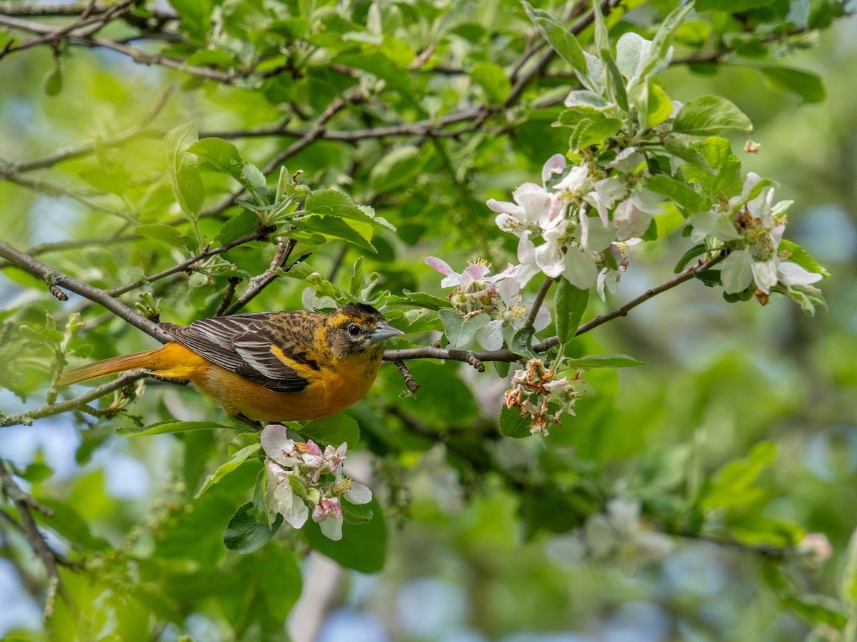 Baltimore Oriole - David Howe & Rosanne Dawson