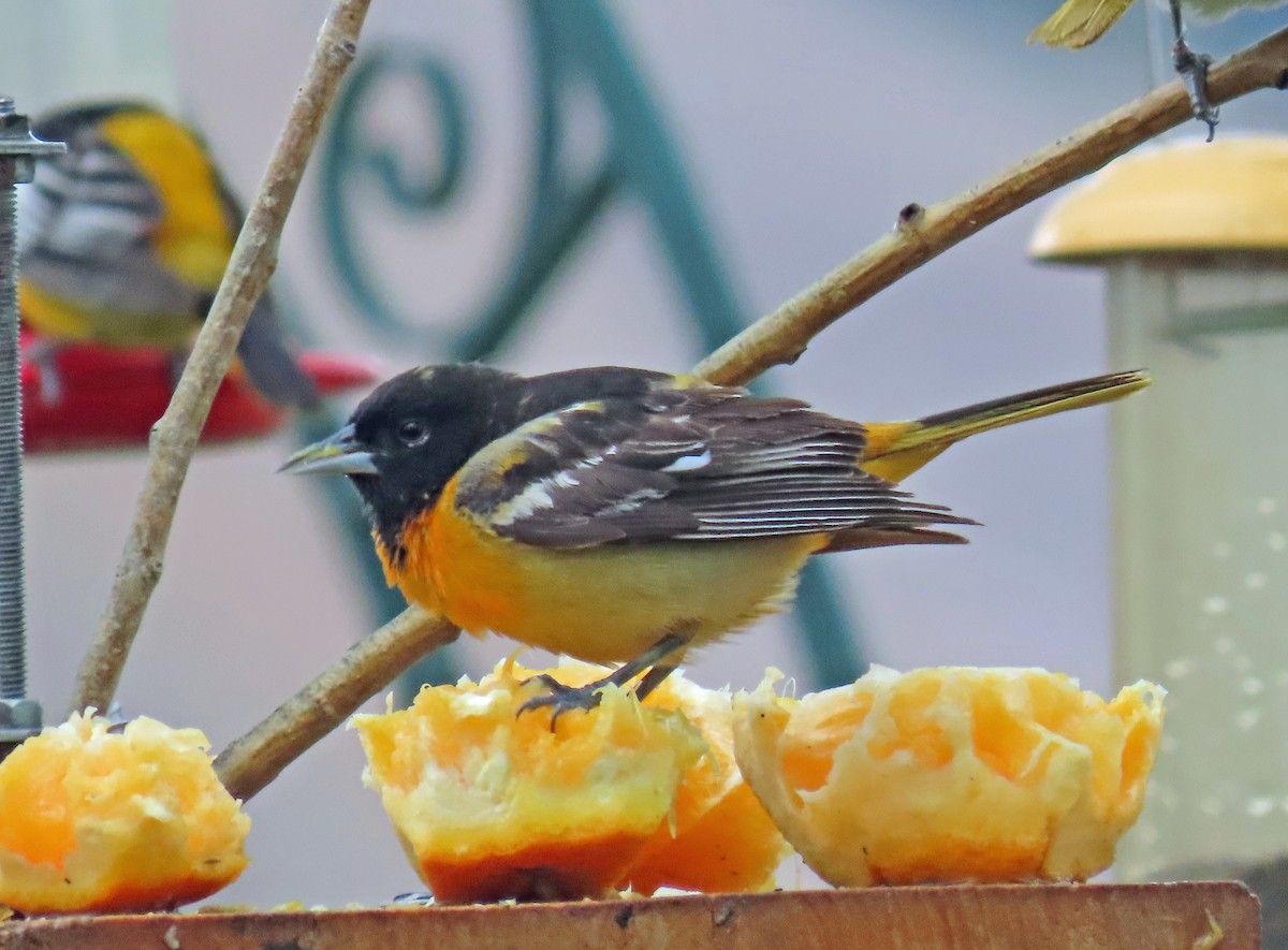 Baltimore Oriole - JoAnn Potter Riggle 🦤