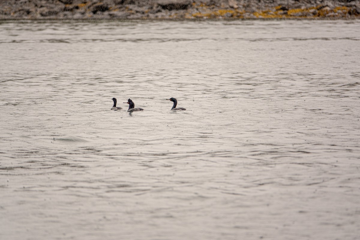 Double-crested Cormorant - ML619406042