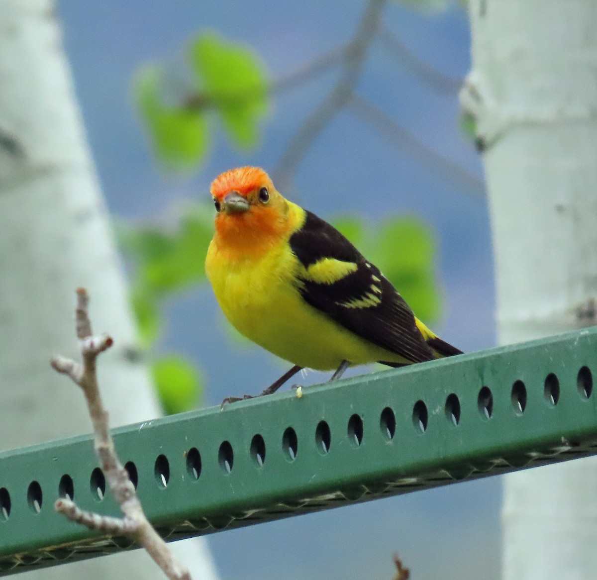 Western Tanager - JoAnn Potter Riggle 🦤