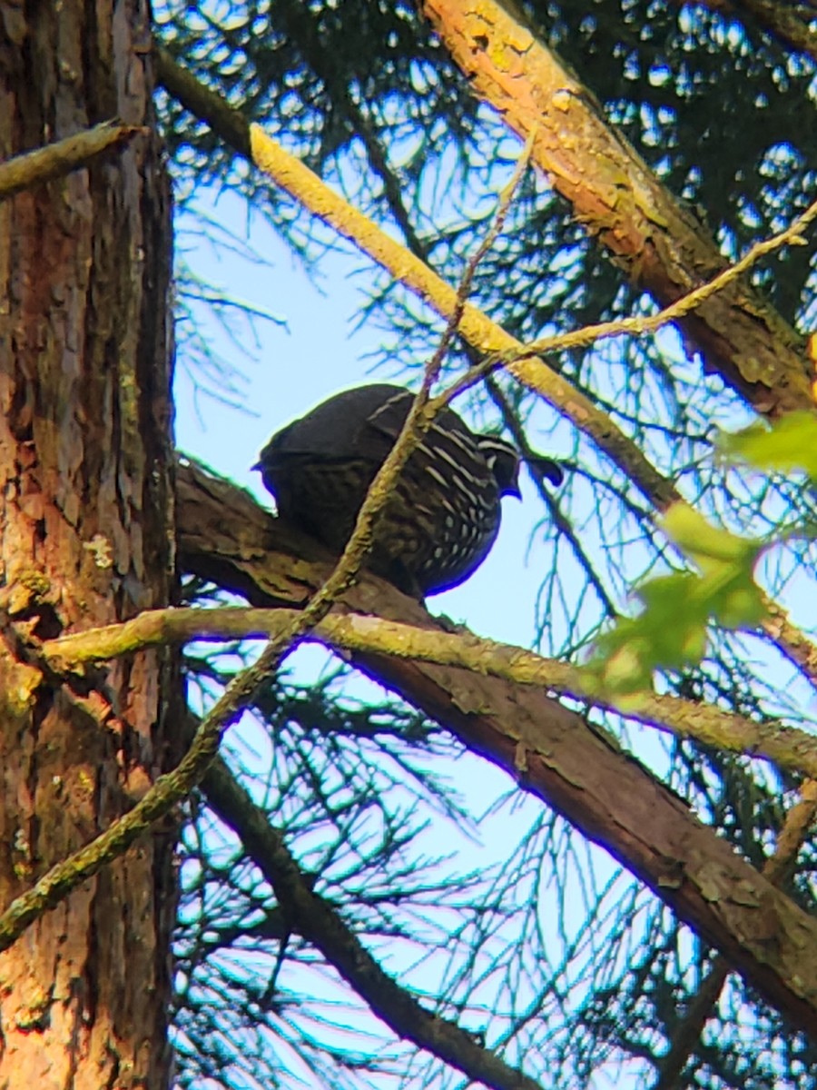 California Quail - ML619406055