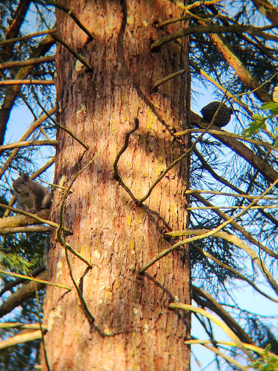 California Quail - ML619406056