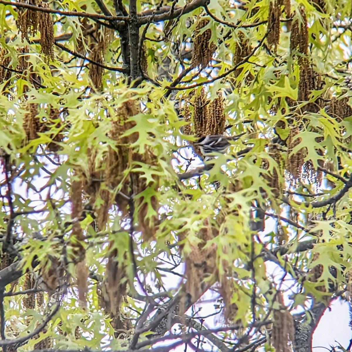 Blackpoll Warbler - Molly C