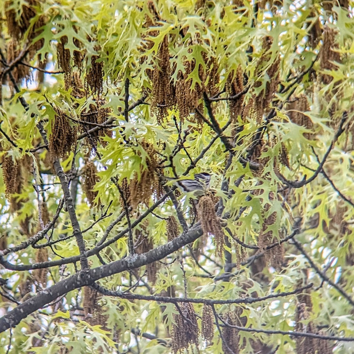 Blackpoll Warbler - Molly C