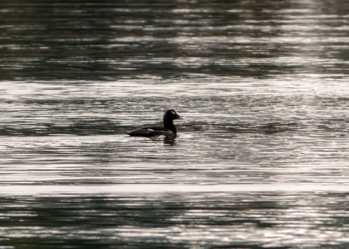 White-winged Scoter - Greg Halbach