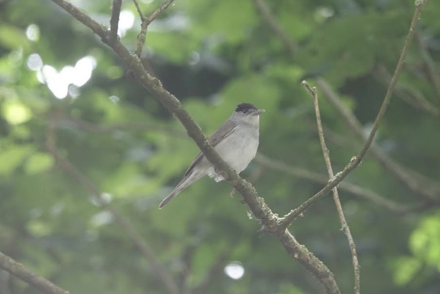 Eurasian Blackcap - AC Verbeek