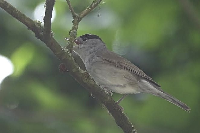 Eurasian Blackcap - AC Verbeek