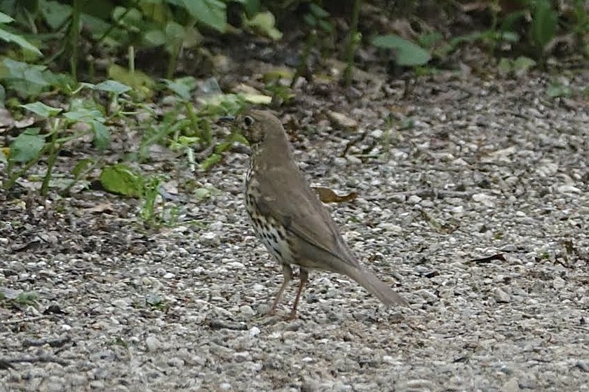 Song Thrush - AC Verbeek