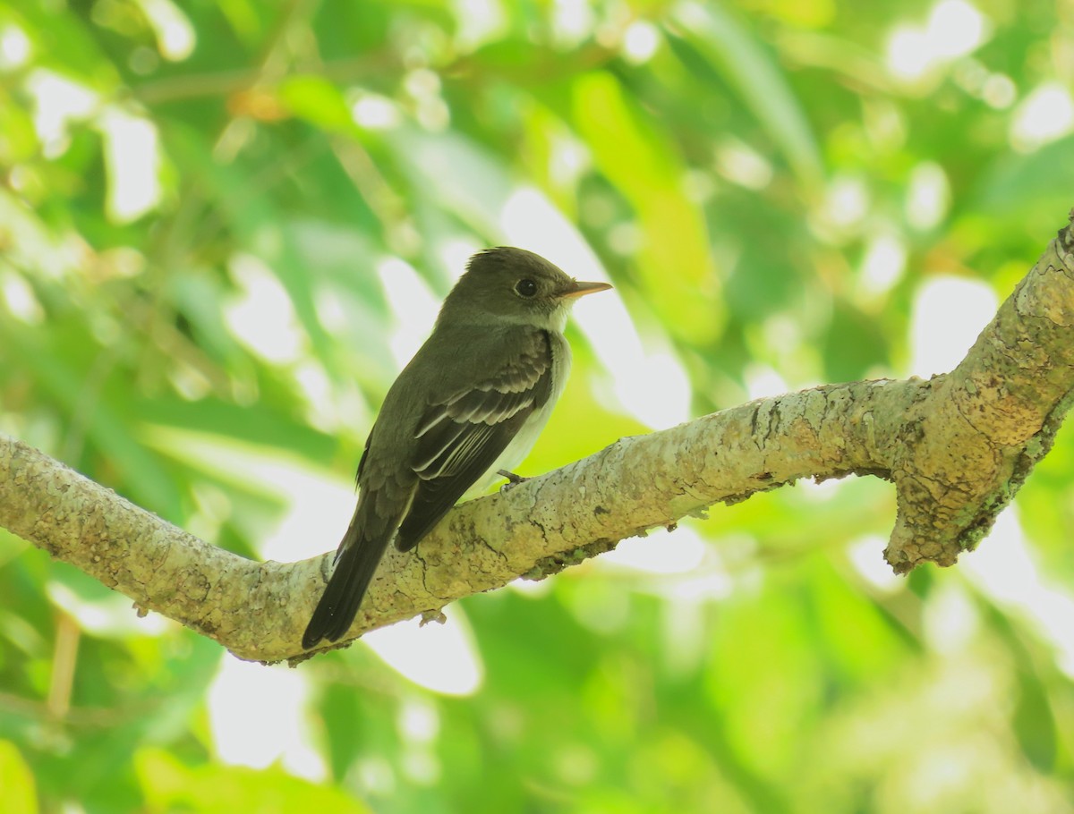 Western Wood-Pewee - Gonzalo Millacet