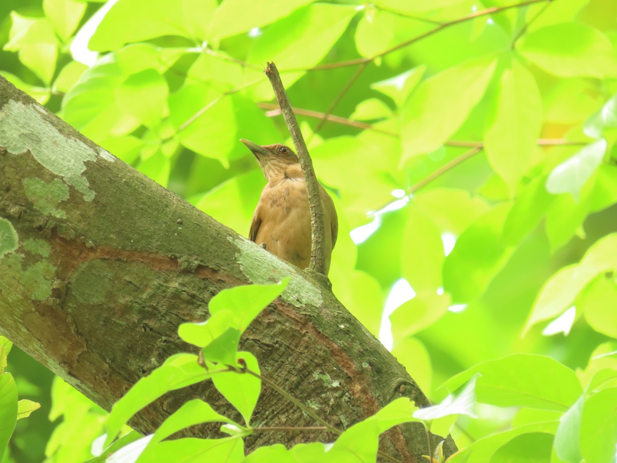 Clay-colored Thrush - Gonzalo Millacet
