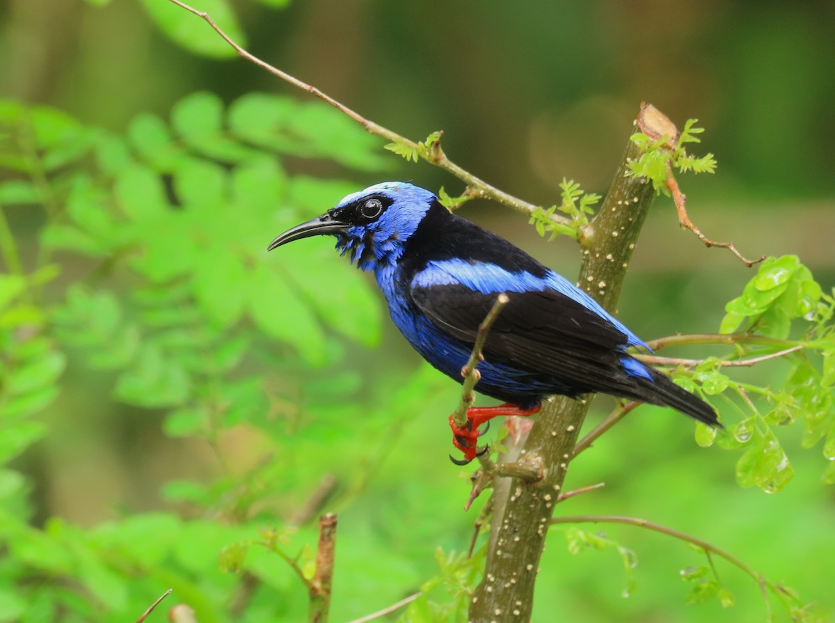 Red-legged Honeycreeper - Gonzalo Millacet