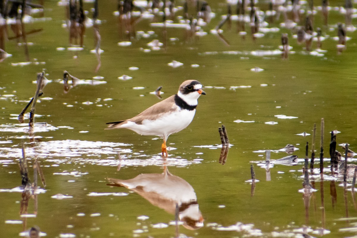 Semipalmated Plover - Dawn S