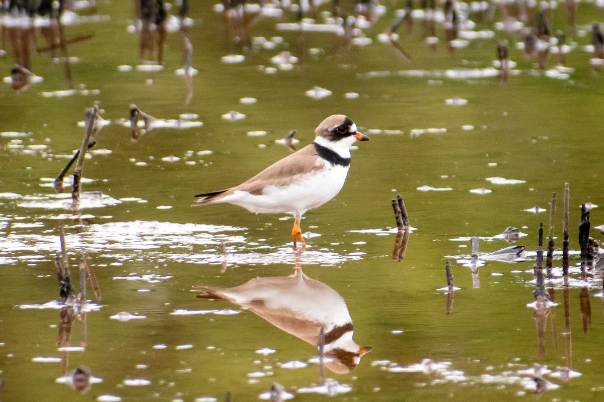 Semipalmated Plover - Dawn S