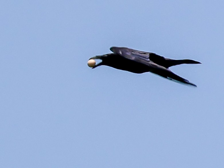 Common Raven - Muammer Ülker