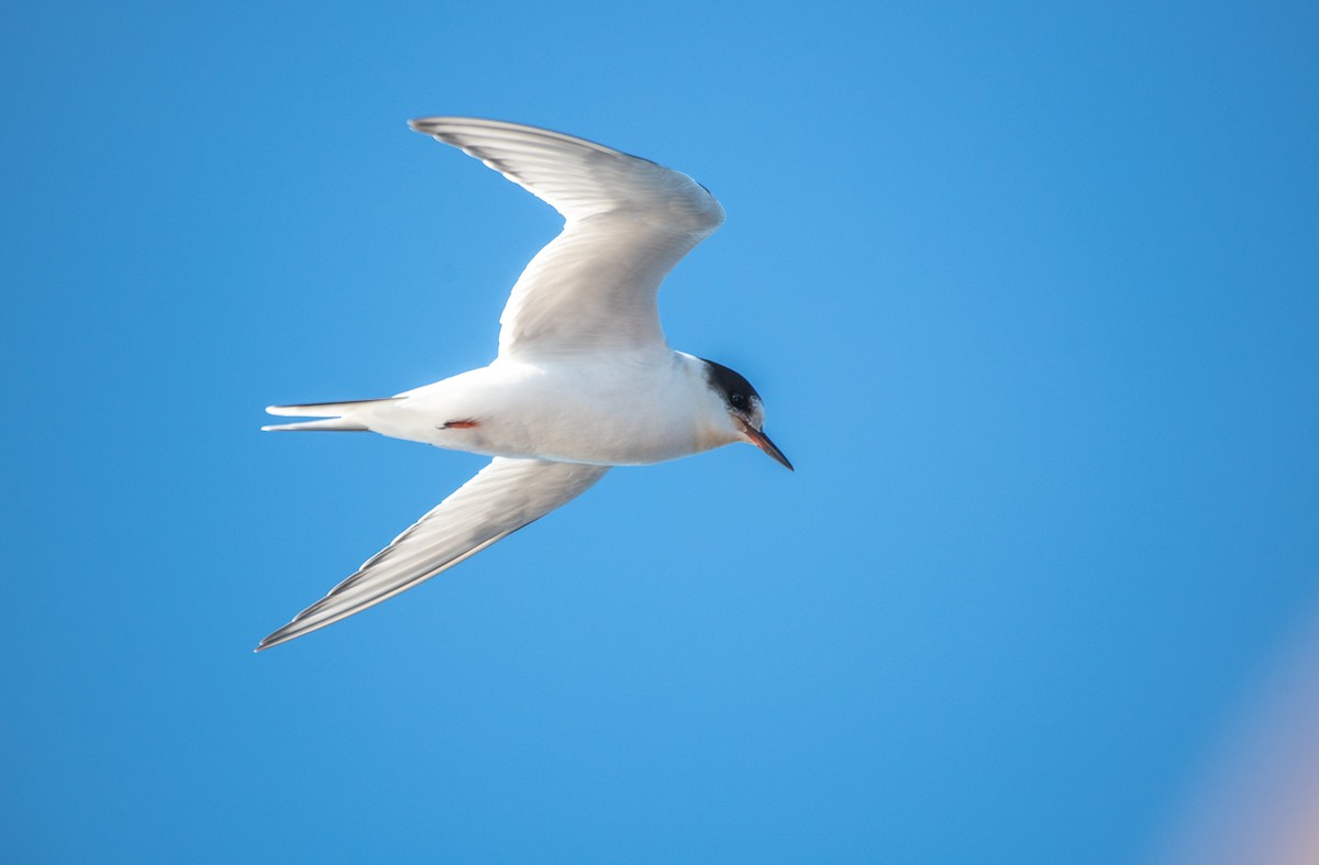 Arctic Tern - Theo de Clermont