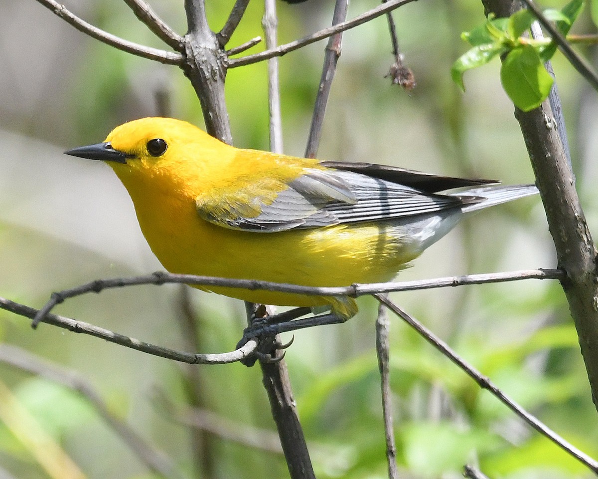 Prothonotary Warbler - Michael Topp