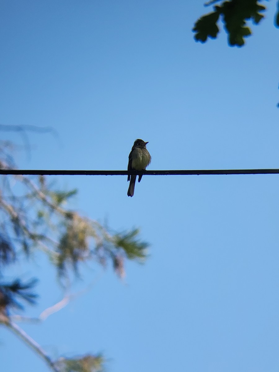 Western Flycatcher - Brandon Reed