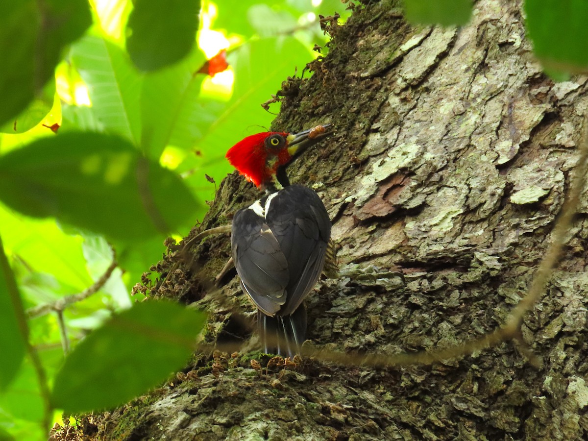 Crimson-crested Woodpecker - Gonzalo Millacet