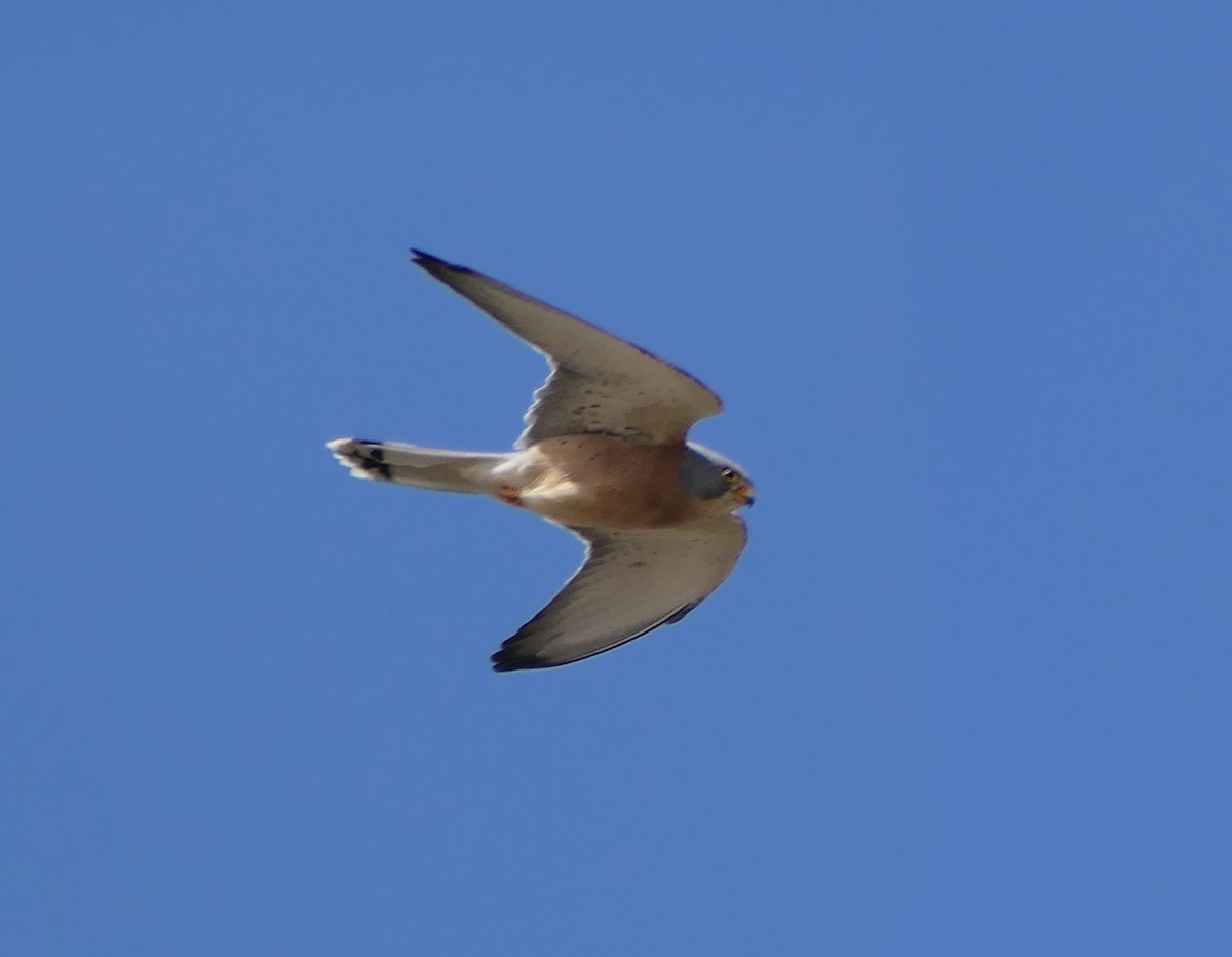 Lesser Kestrel - ML619406148