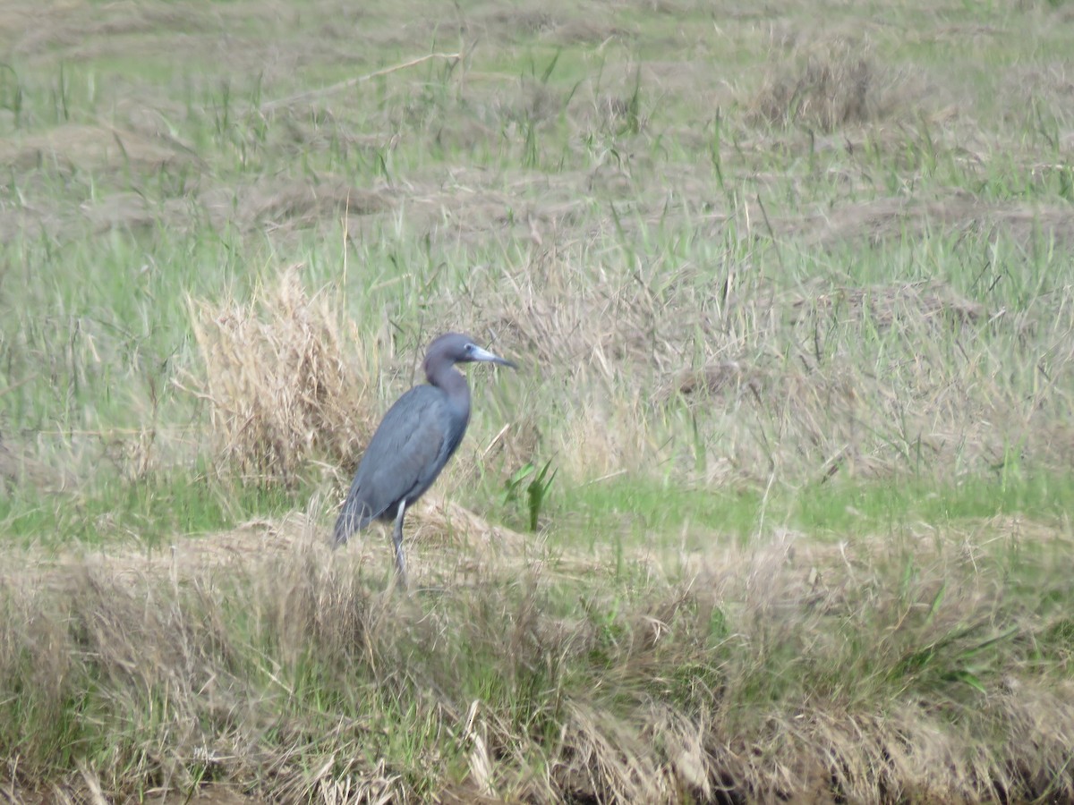 Little Blue Heron - ML619406151