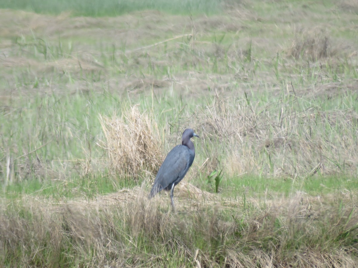 Little Blue Heron - Nicole Werth