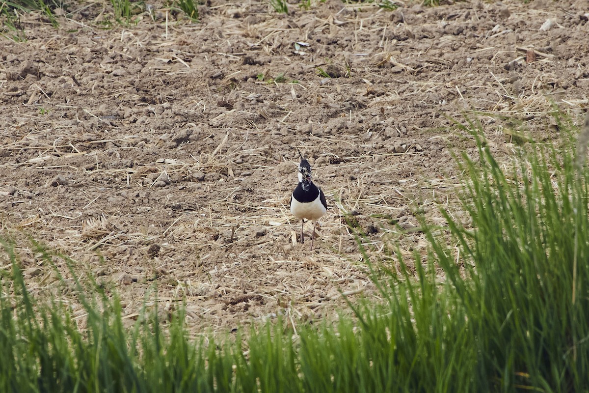 Northern Lapwing - Monika Kolodziej