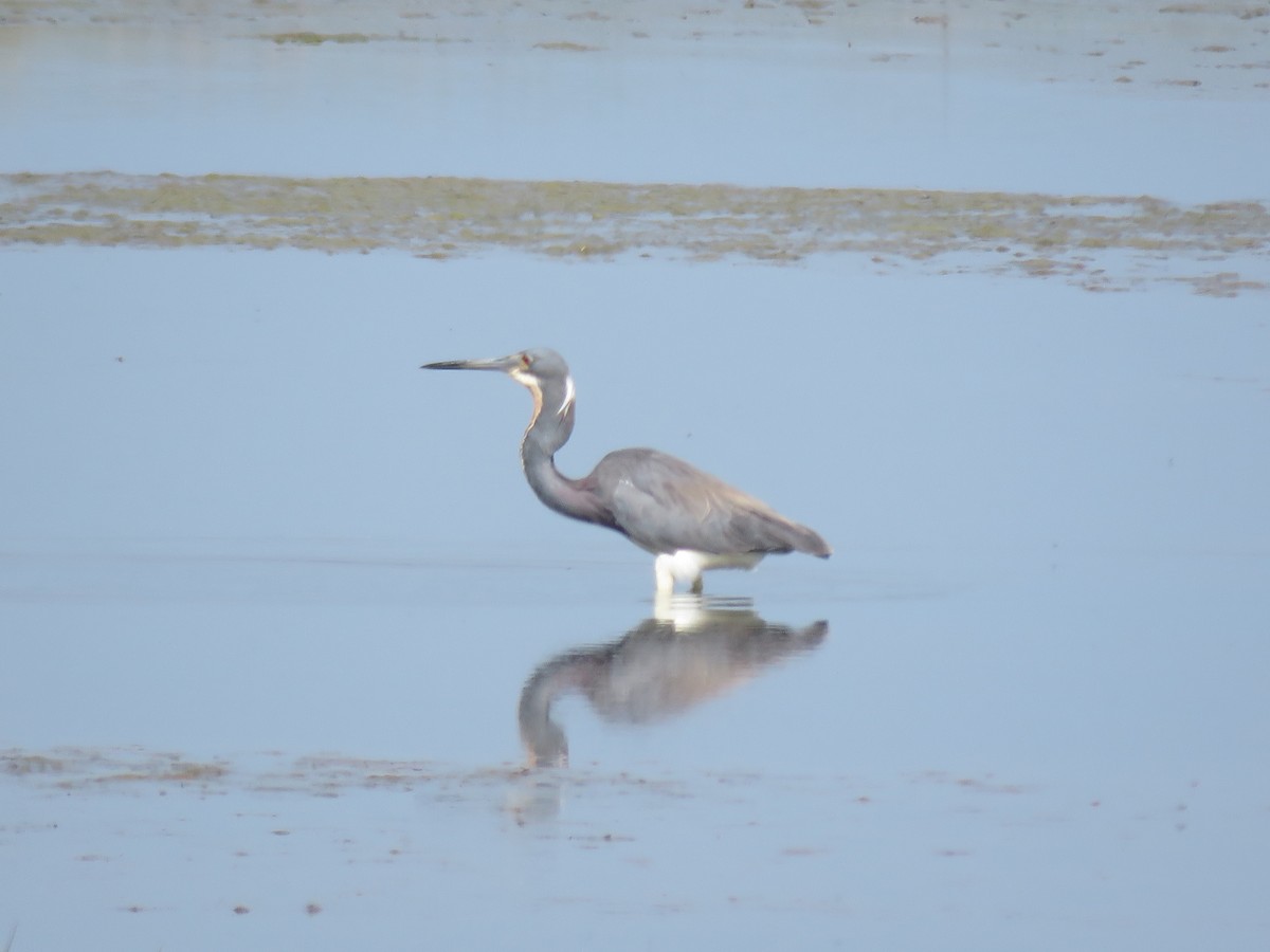 Tricolored Heron - ML619406161